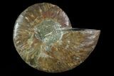 Agatized Ammonite Fossil (Half) - Madagascar #83861-1